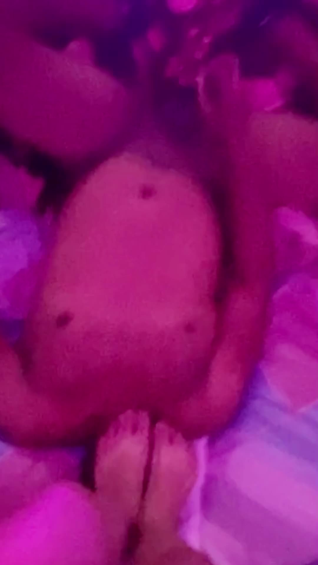 Video #23 of Antonella Fox