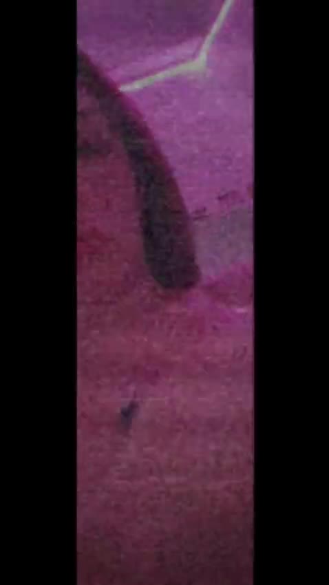 Video #24 of Joana